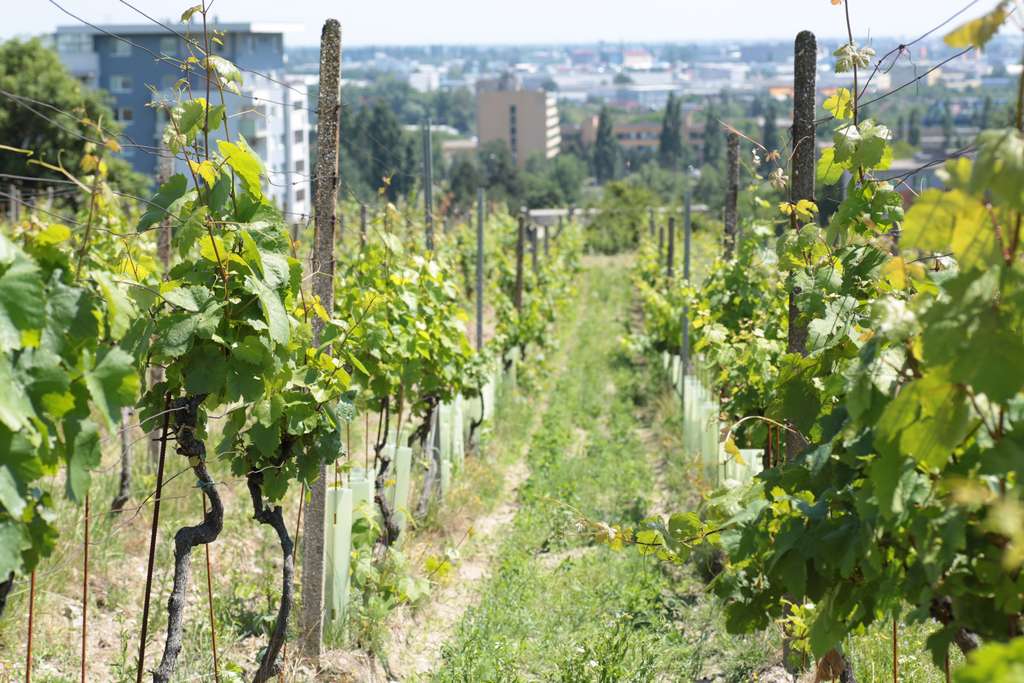 Bratislavské víno je nositeľom kultúry a tradície, môže pomôcť rozvoju cestovného ruchu
