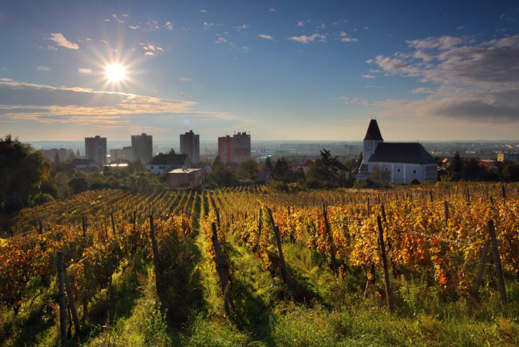 Bratislavské víno je nositeľom kultúry a tradície, môže pomôcť rozvoju cestovného ruchu